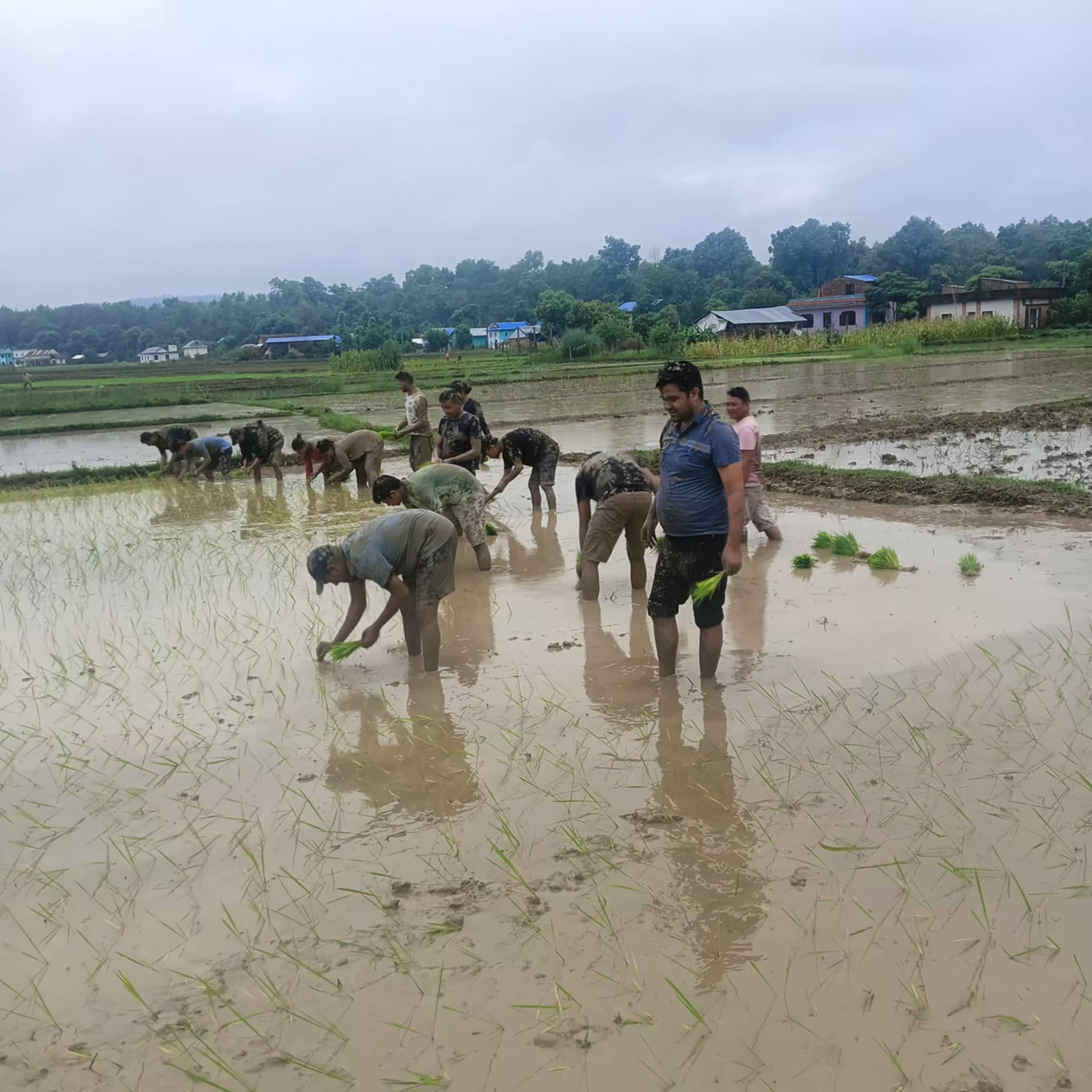 २१ औं राष्ट्रिय धान दिवस एवं रोपाइ महोत्सव २०८१ राजपुर १ कठ्बेरुवामा भव्य रुपमा सम्पन्न